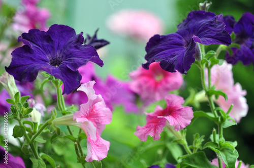 Beautiful Colorful Petunia Flowers In Garden In Summer