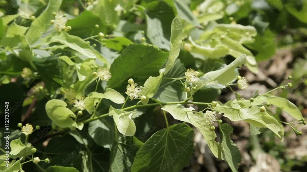 Flowers of linden tree. Linden tree in bloom. Lime tree tea. Flowers of linden tree. Linden tree in bloom. Lime tree tea.