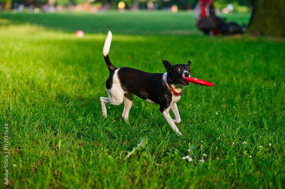 The dog bears frisbee in a mouth.