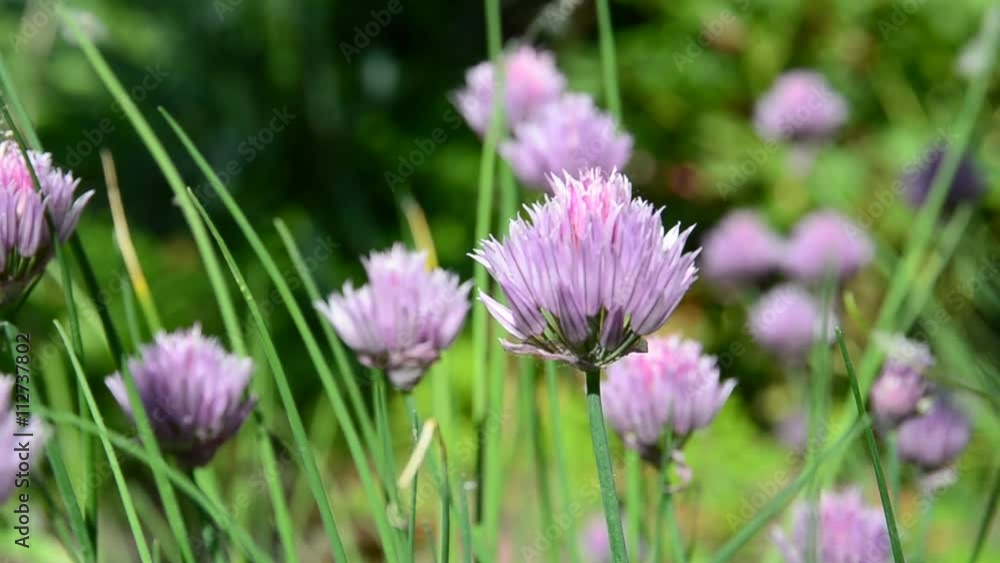Garlic Chives flowers blooming in herb garden. Garlic Chives flowers blooming in herb garden.