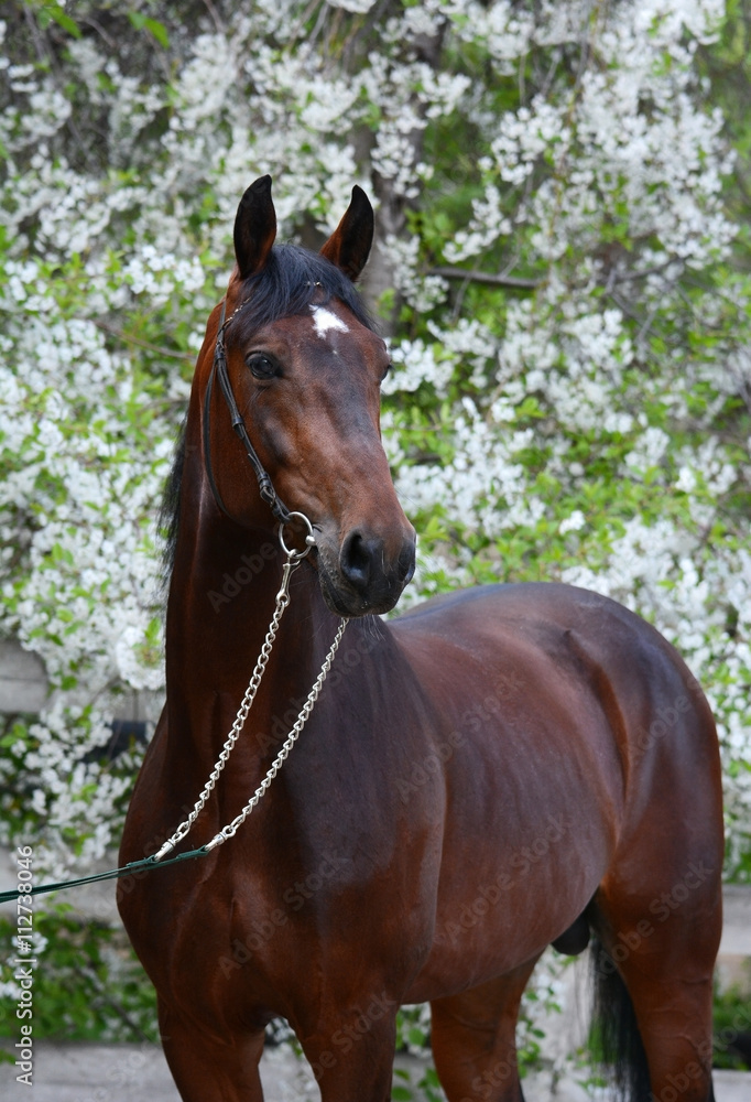 Portrait of a bay horse trotter breed on the background of a flowering