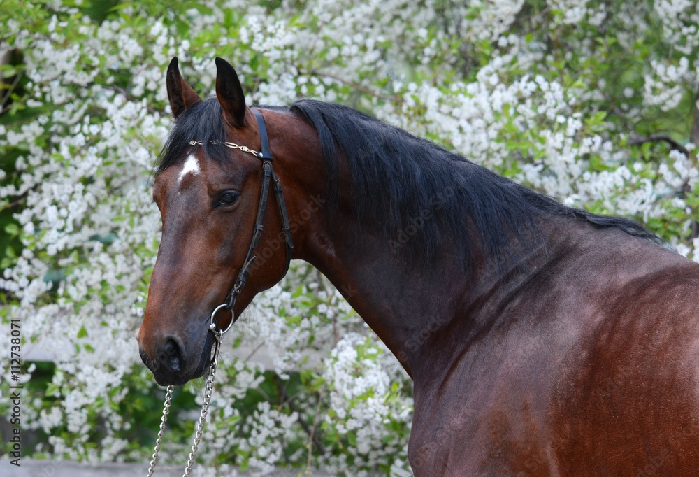 Portrait of a bay stallion on the background of a flowering Portrait of a bay stallion on the background of a flowering