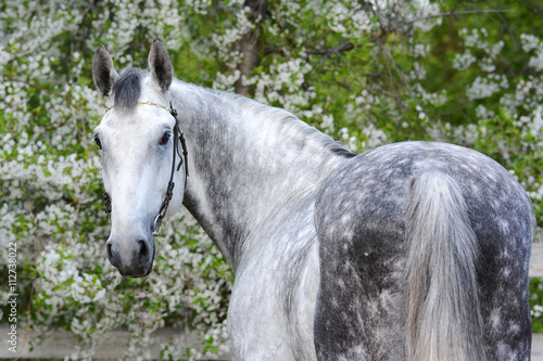 Portrait of a gray horse trotter breed on the background of a flowering