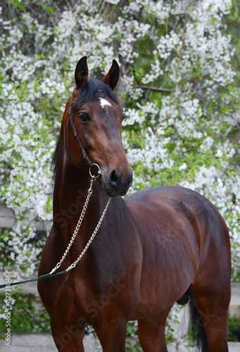 Obraz na płótnie Portrait of a bay horse trotter breed on the background of a flowering w salonie