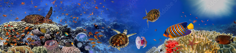 Naklejka premium Podwodna panorama z żółwiem, rafą koralową i rybami