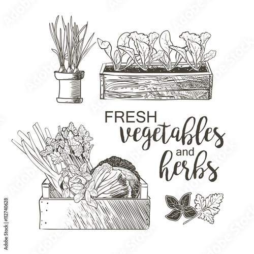 vegetables in  flowerpots