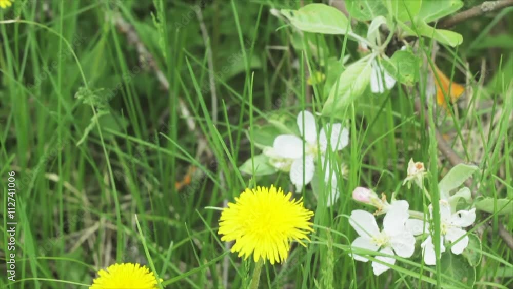 A beautiful dark-skinned woman in a white dress
