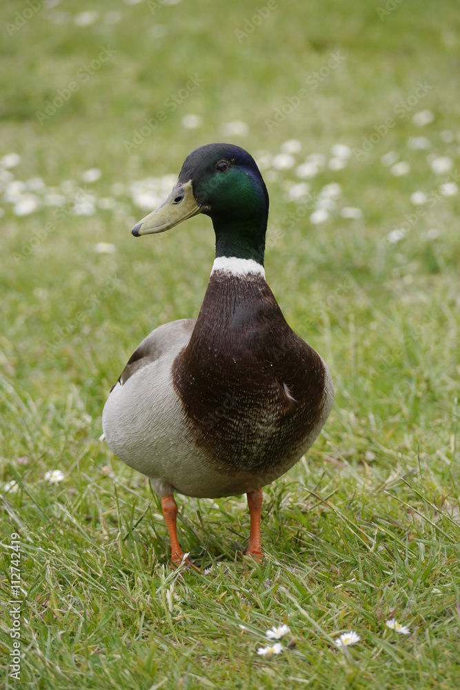 Stockente
Anas platyrhynchos