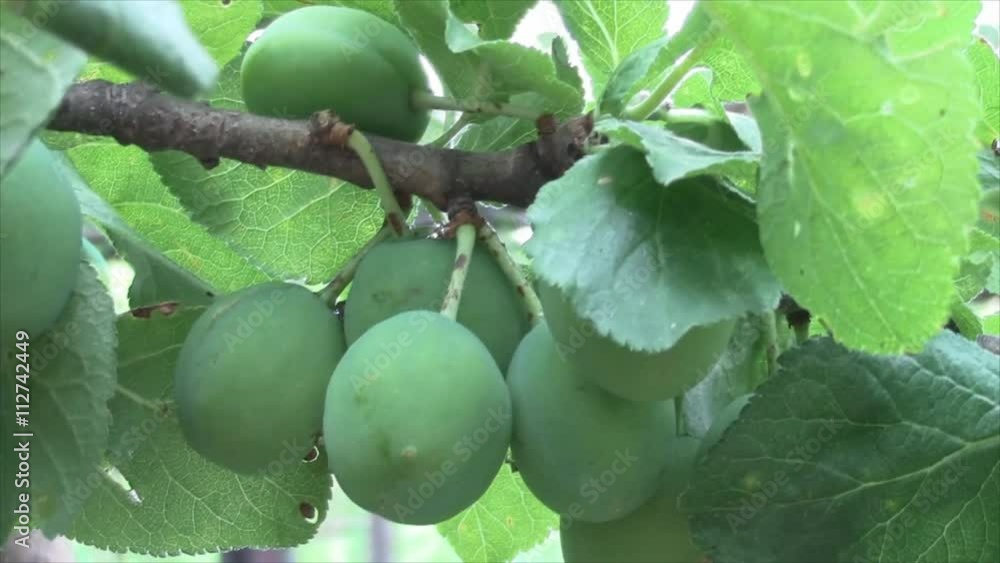 green fruit fruit plum tree . green fruit fruit plum tree .