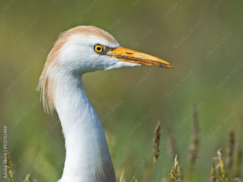 Cattle Egret Close-up