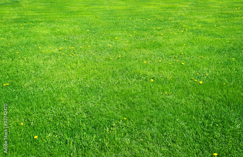 Bowling green cut grass lines background.