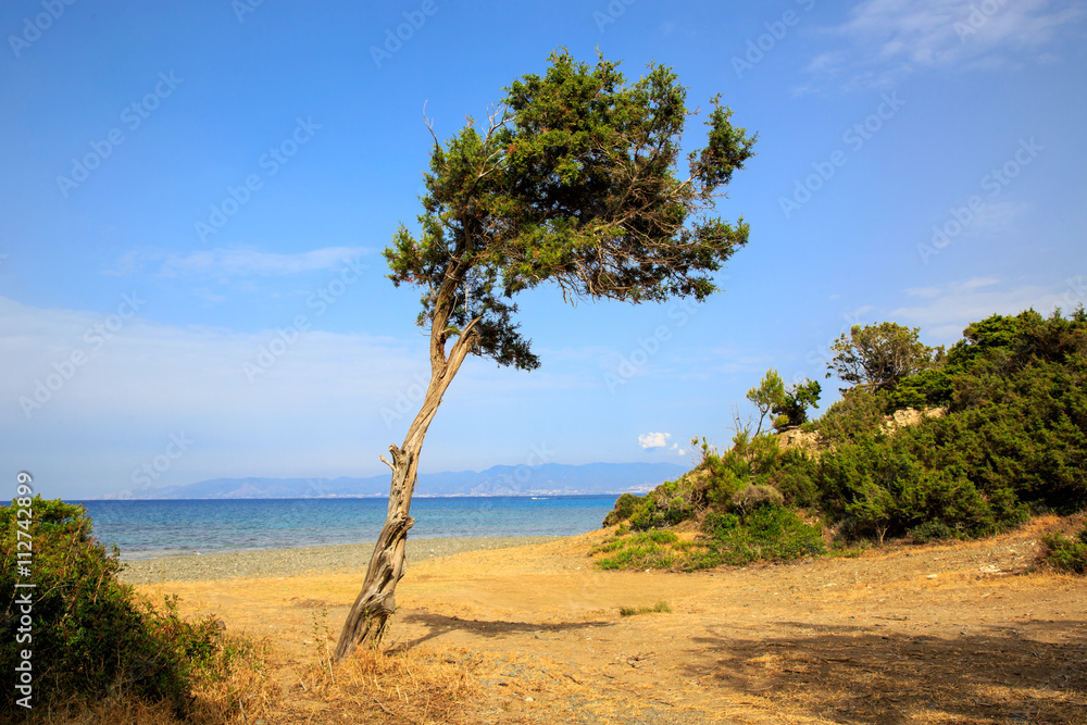 Alone tree near sea