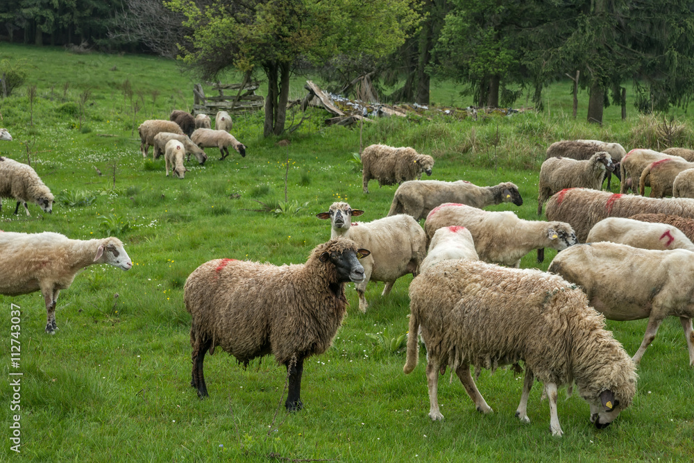 Hairy sheep on a green meadow 25 Hairy sheep on a green meadow 25