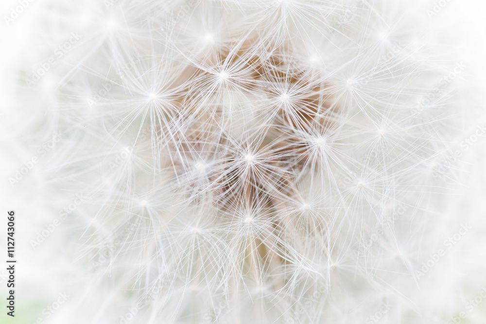 Fototapeta premium fluffy white dandelion abstract macro photo