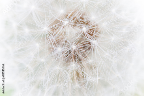 fluffy white dandelion abstract macro photo