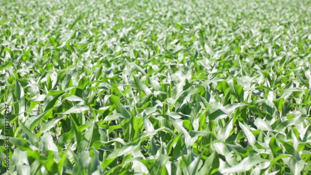 blur in italy abstract background of cereal plant move by the wind . blur in italy abstract background of cereal plant move by the wind .
