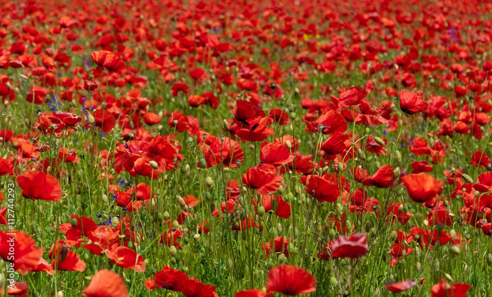 Field of red poppies. Natural background