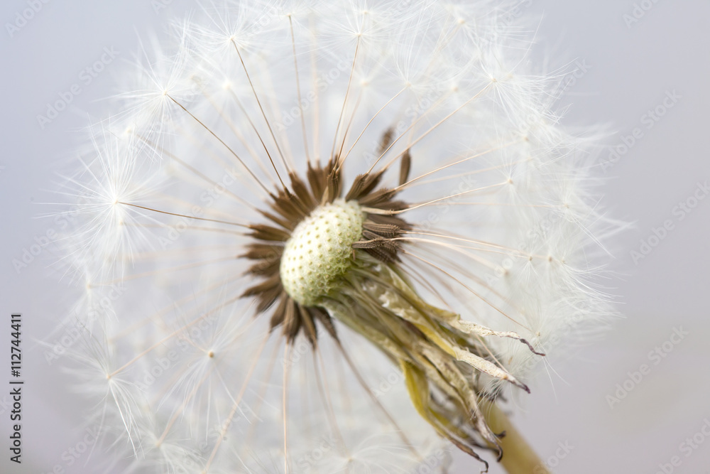 seeds of fluffy white dandelion abstract macro photo seeds of fluffy white dandelion abstract macro photo