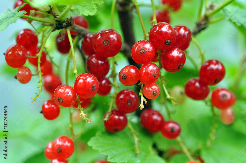 Red Currants In The Garden, Summer Harvest Red Currants In The Garden, Summer Harvest
