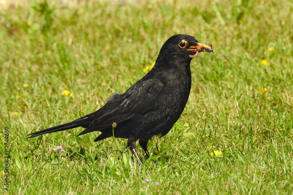 Fototapeta premium Amsel bei Nahrungssuche in der Mittagszeit