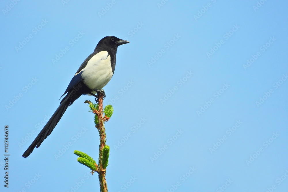 Elster auf Tannenspitze