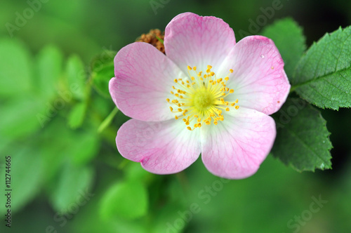 Pink Rose Hip Flower Macro. Dog Rose. Sweet Briar Flower