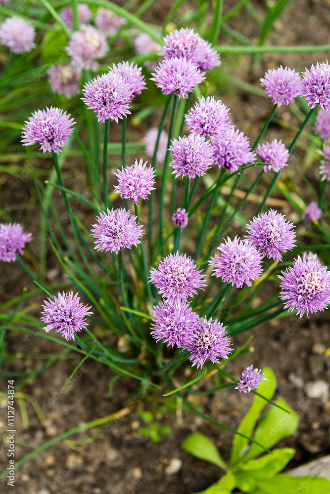 Blossoming chives in vegetable garden