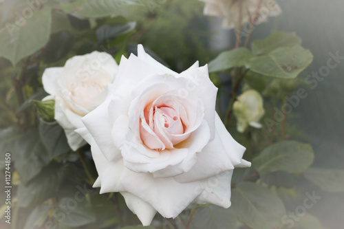 wedding white roses