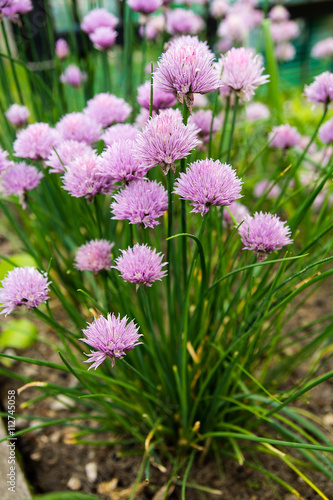 Obraz na płótnie Blossoming chives in vegetable garden w salonie