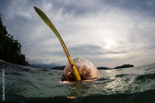 Floating Coconut Near Tropical Island