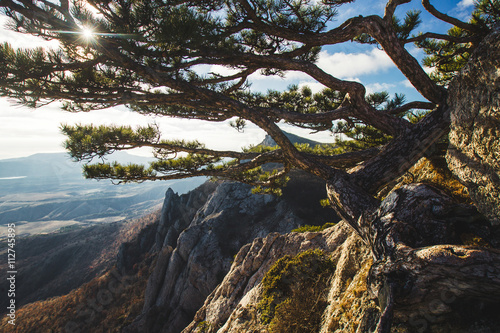 Beautiful sunset in the mountains. Big pine tree on the rock