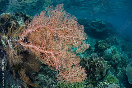 Gorgonian Growing on Shallow Reef in Raja Ampat © ead72