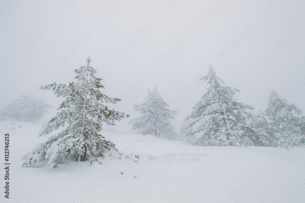Foggy pine forest in winter