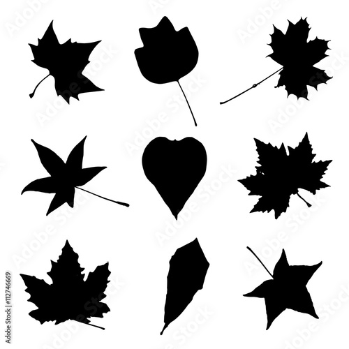 Collage of autumn leaves, black and white vector graphic