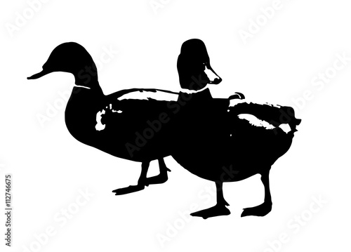 Two drakes, black and white vector graphic