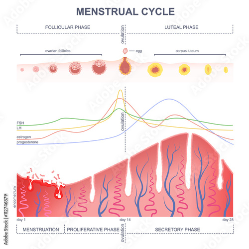 scheme of the menstrual cycle photo