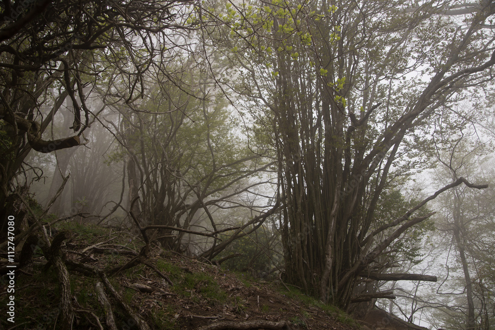 Foggy forest with rain drops sound