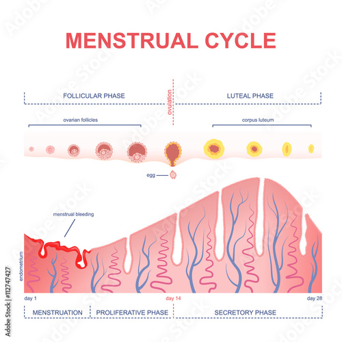 scheme of the menstrual cycle