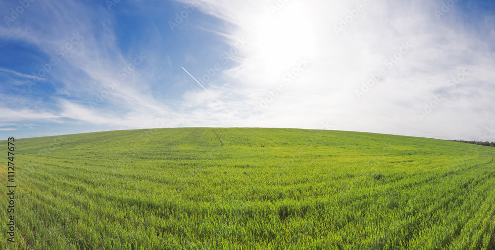 Fototapeta premium field of green ears and cloudy sky