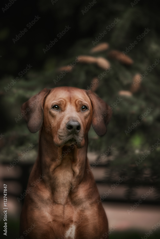 Beautiful dog rhodesian ridgeback hound outdoors Beautiful dog rhodesian ridgeback hound outdoors