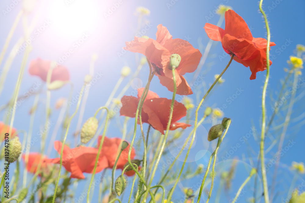 Fototapeta Poppy / beautiful poppy and blue sky with sun
