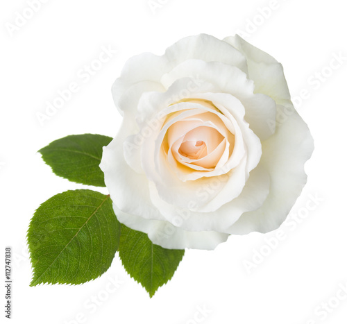 Rose of cream color isolated on white background.