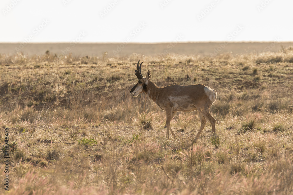 Naklejka premium Pronghorn Antelope Buck
