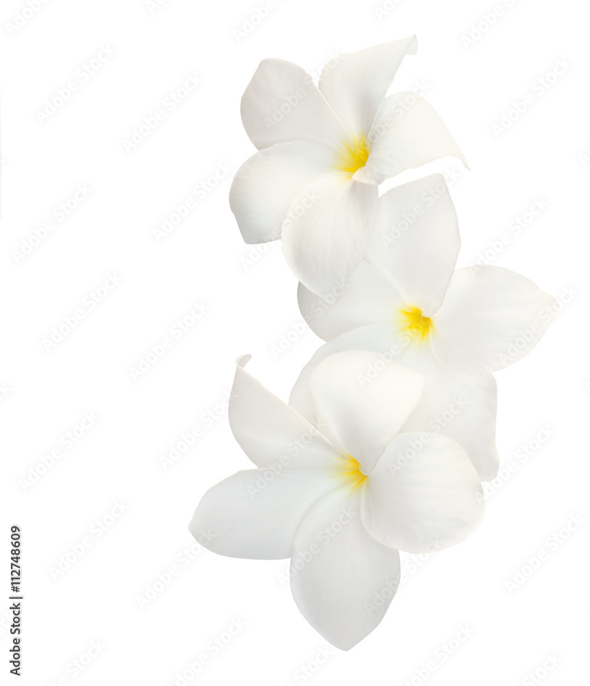 Three tropical flowers (Plumeria) isolated on white.