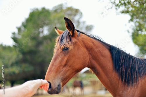 Fototapeta Naklejka Na Ścianę i Meble -  Hand touching horse nose.