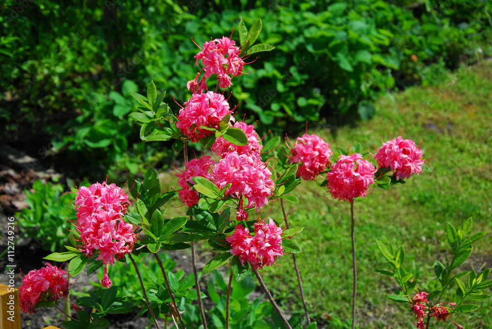 Rododendron, różanecznik, rhododendron Rododendron, różanecznik, rhododendron
