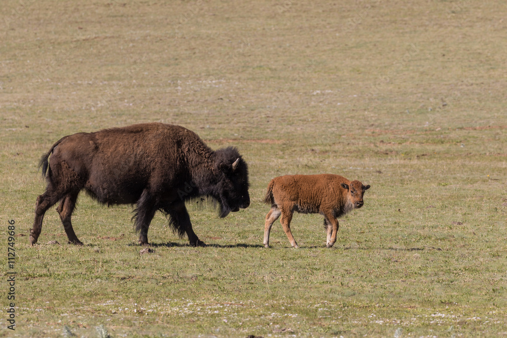 Bison Cow and Calf