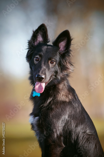 Portrait black dogs