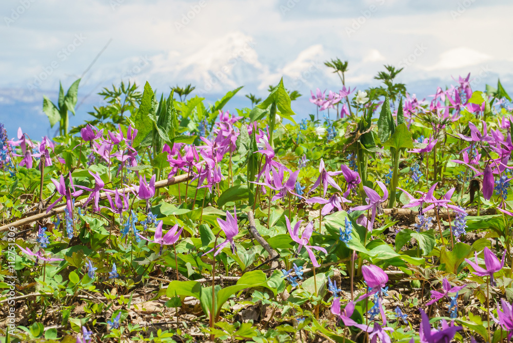 Εκτύπωση καμβά Japanese dog's tooth violet and Corydalis yanhusuo ,In distant view Daisetsuzan