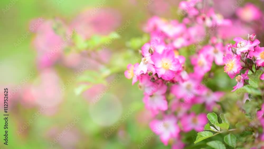 Close up bloom pink flower with wind blow and flying bubble. Close up bloom pink flower with wind blow and flying bubble.